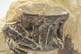Fossil Fish (Ichthyodectes) Vertebra - Kansas #221390-1